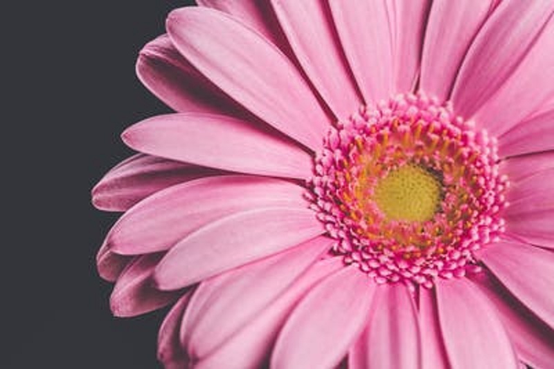 Gerbera daisy wilting, Howto Stop a Gerbera Daisy Wilting, Learn how to save your gerberas from dying. 